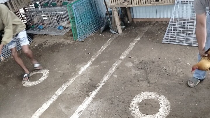 bitaw HEME's golden boy vs Gold