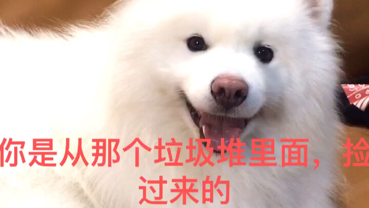 Samoyed: Aku kan manis banget, masa kamu tega ninggalin aku?