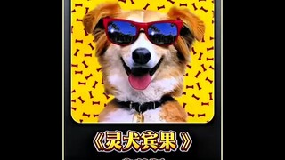 从没见过这么离谱的狗子