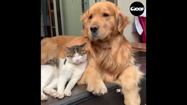 This is why dogs are the most amazing animals