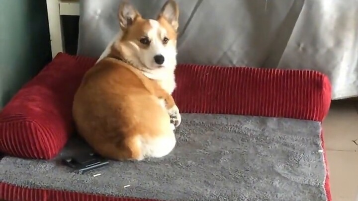 Corgi: Extremely panicked! !