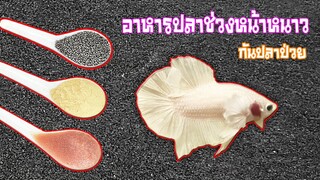 ให้อาหารปลากัดแบบได้ให้ในปริมาณเท่าไรดีที่สุดกับปลากัดในช่วงหน้าหนาวสไตล์korattv