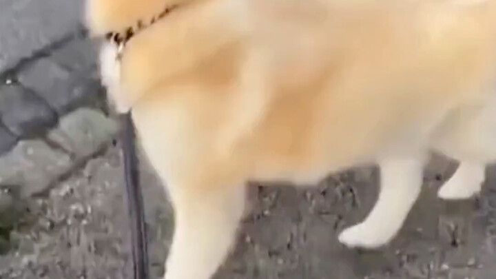 دليل الحيوانات سيئة الحظ