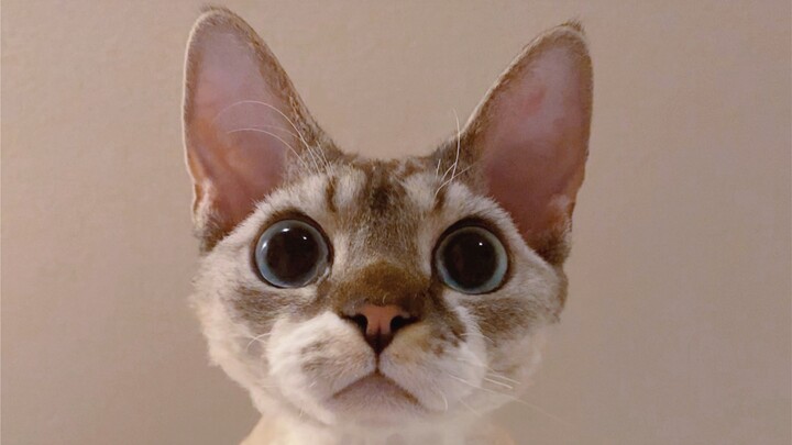 Cô đơn à? Nuôi một em Devon thôi! Đảm bảo làm bạn phát bực luôn!