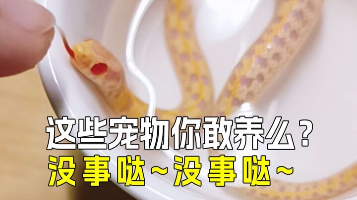 🐍 ทางเลือกใหม่สำหรับสัตว์เลี้ยง: แนะนำ 5 ชนิดสัตว์เลี้ยงน่ารักที่เลี้ยงง่ายและไม่ค่อยมีคนเลี้ยง 🦊