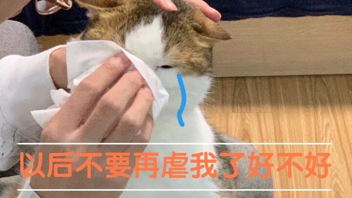 【KB กับแมวเหมียว】คุณคิดว่าที่คุณทำอยู่มันถูกต้องเหรอ หืม?