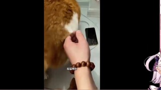 الفتيات اليابانيات الصغيرات تشاهد "القط لا يُربى بلا مقابل، فعندما تكون هناك مشكلة سيرد الجميل" ويفق