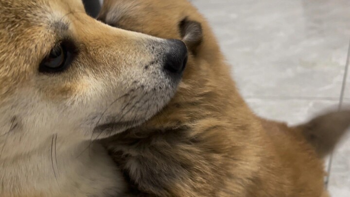 A little puppy asking for a cuddle from its mom—how could anyone resist?!