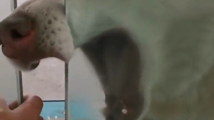 You just nailed that bel canto for me!