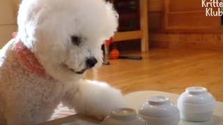 Pro Shell Gamer Bichon Dog Genuinely Knows How To Nail It (Part 2) Kritter Klub