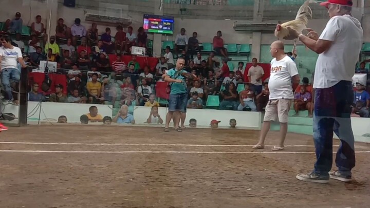 mayahin manok ni kuya mario vs st.jude white