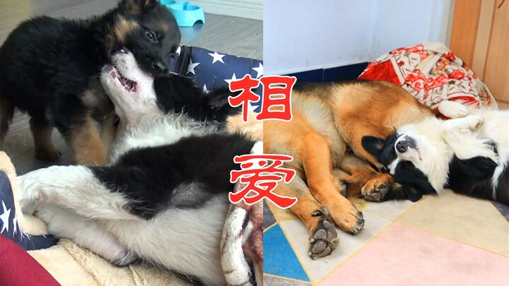 A Border Collie and a German Shepherd grew up together—so cute it’s off the charts! What kind of hea