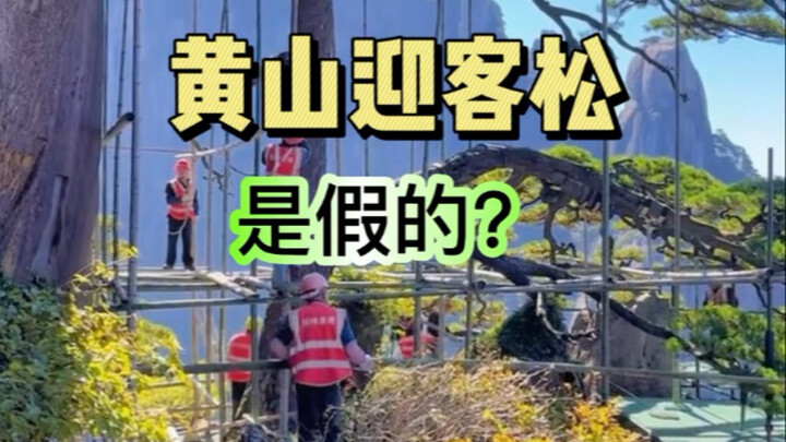 Cây Tùng Đón Khách ở Hoàng Sơn là giả? Là làm bằng nhựa à?