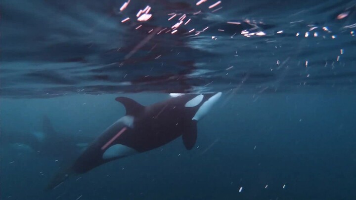 Only humans dare to get this close to wild orcas!