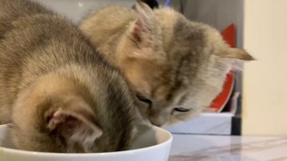 Giờ uống sữa của các bé mèo Anh lông ngắn Tiệm Mèo Sen