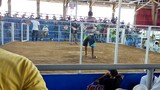 1st fight wins, white general over thomson white at Bato cockpit arena( 2stag derby elims)