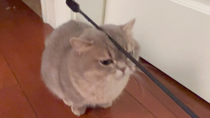 เกร็ดความรู้แปลกๆ: หัวแมวสามารถเล่นไวโอลินได้