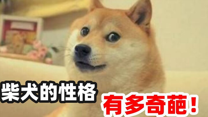 Mau pelihara anjing Shiba Inu? Jenis yang sifatnya sangat unik!