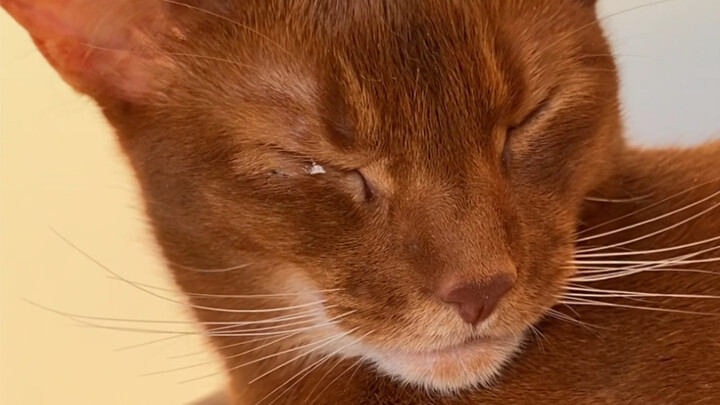 Even when he’s sleeping, Brother Jun doesn’t lower his noble head…