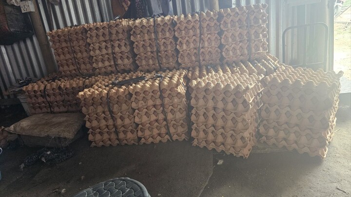 eggs collecting farm