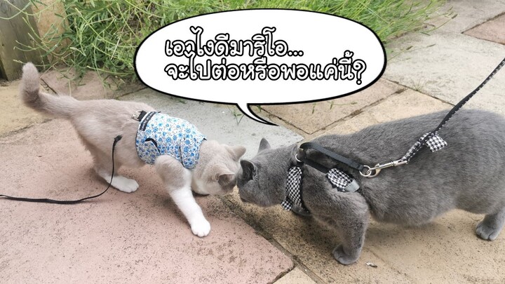 มาริโอกับฮาเนส ฮาาาา​ Mario with his cat harness