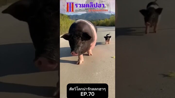 รวมคลิปตลกฮาๆ EP.180 #สัตว์เลี้ยง  #ตลก #shorts #tiktok #funny #สัตว์โลกน่ารัก #แกล้ง #สัตว์ตลก