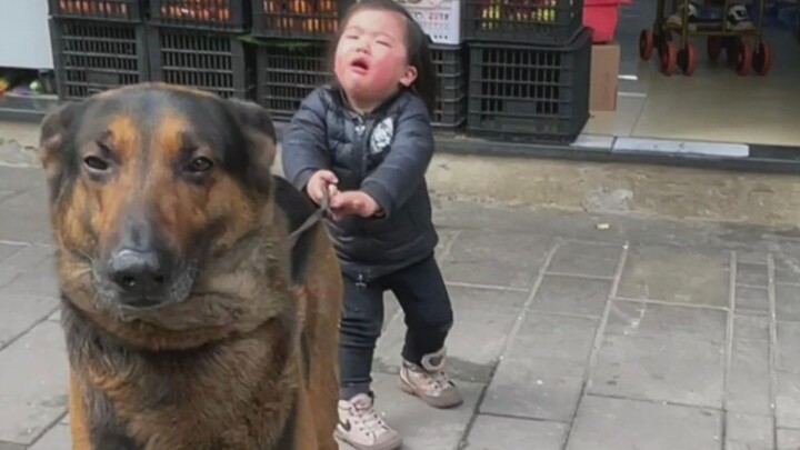 A dog nanny Tian Ge who brought a baby to collapse