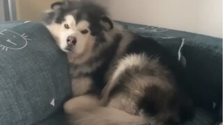 Aku sudah lama di rumah, aku telah menjadi seekor anjing