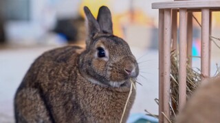 The bunnies are also spending their time eating and playing today [Timothy Squad]