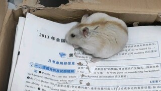 Saya mengikuti ujian masuk pascasarjana, tetapi buku itu dimakan...