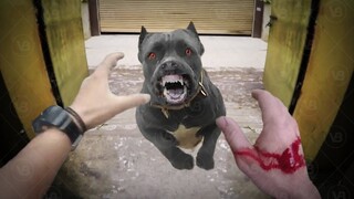 What Happens When a Cane Corso Bites You?