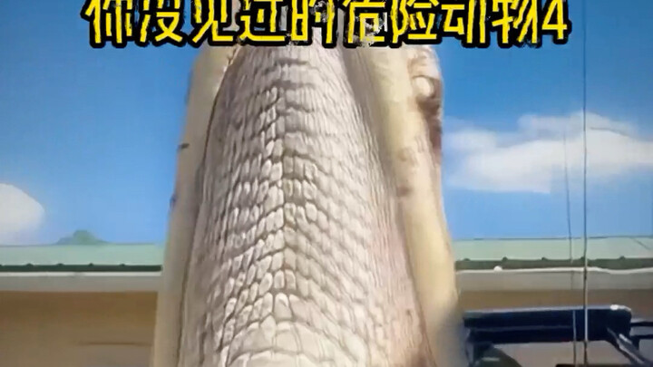 Hewan Berbahaya yang Belum Pernah Anda Lihat 4