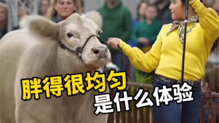 Cuộc thi sắc đẹp dành cho những loài động vật béo đều mới đẹp—chỉ có điều không biết sẽ chấm điểm th