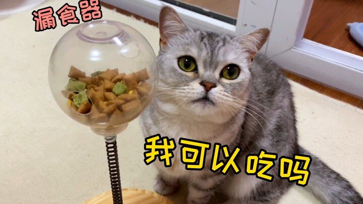 เจ้าของไม่เอ่ยปากก็จะไม่กินเหรอ? น้องแมวไม่ต้องสุภาพขนาดนั้นก็ได้นะ!