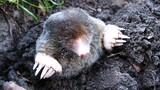 [Animals]A detailed and cognitively refreshing introduction of mole