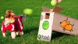 Homemade tennis launcher, a toy your dog will love!