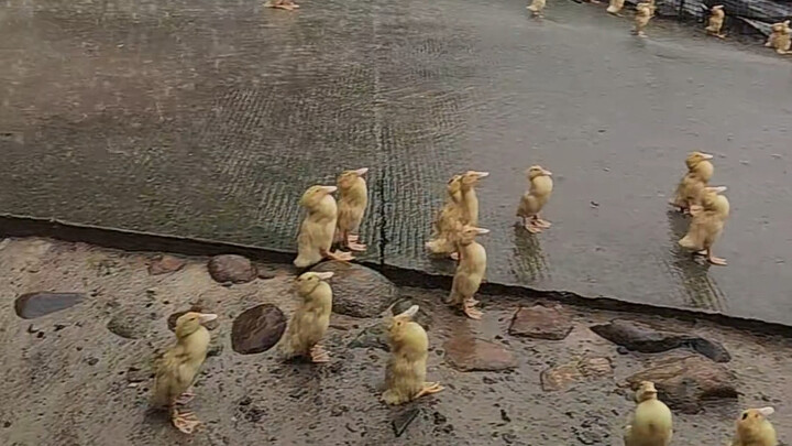 Lúc này, tiếng sấm đã được “hình tượng hóa” thành chú vịt!