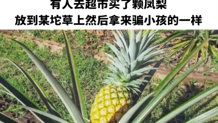 Pohon nanas tumbuh seperti...
