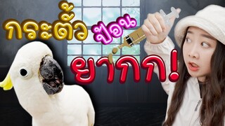 กระตั้วป้อนยาก  EP.181