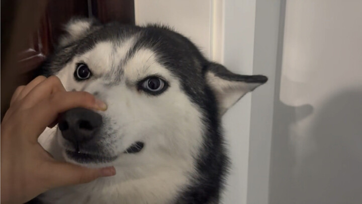 Akishi Dairo got slapped hard—and it totally blew his lid!