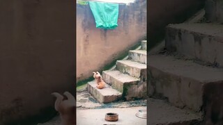 Try Not To Laugh Cats And Dogs Videos 😁 - Best Funniest Animals Video 2024 #2