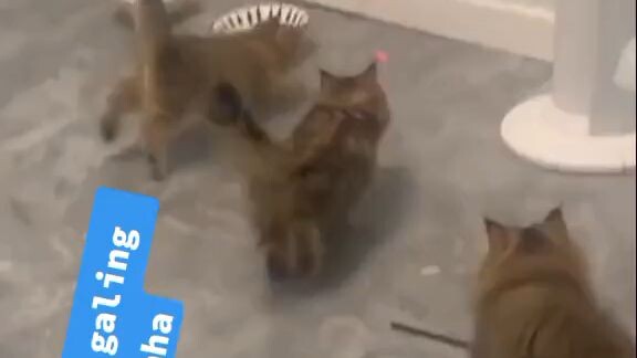 SPIDER CAT YARRRRN?! ang galing naman ng pusa