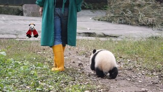 【大熊猫喜喜】喜喜小时候超级粘人，饲养员去哪儿就跟去哪儿～