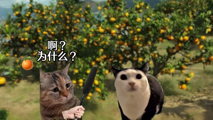 果农大爷：一想到一会要干什么就想笑