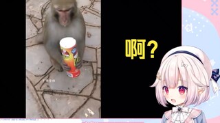 日本萝莉看《薯片桶整蛊猴子》当场绷不住