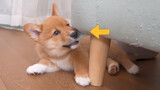 Some lovely Shiba Inu are doing damage at home