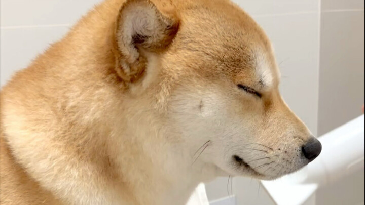 Sebelum punya pacar: ala-ala Buddha, setelah punya pacar: ala-ala anjing