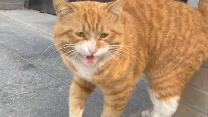 Winter is so difficult for stray cats, so I never like winter.