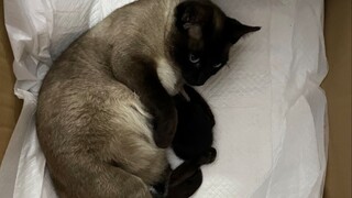 Dalam perjalanan pulang, kutemukan seekor kucing Siam, keesokan paginya ternyata dia melahirkan anak