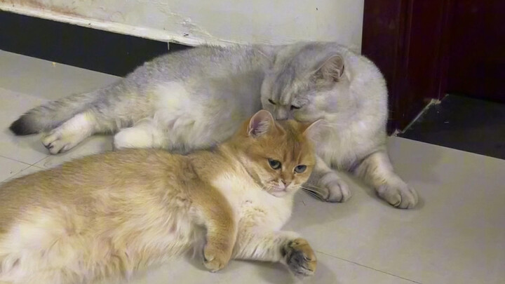 Kucing kecil ini sepertinya nggak akan bertahan lama…